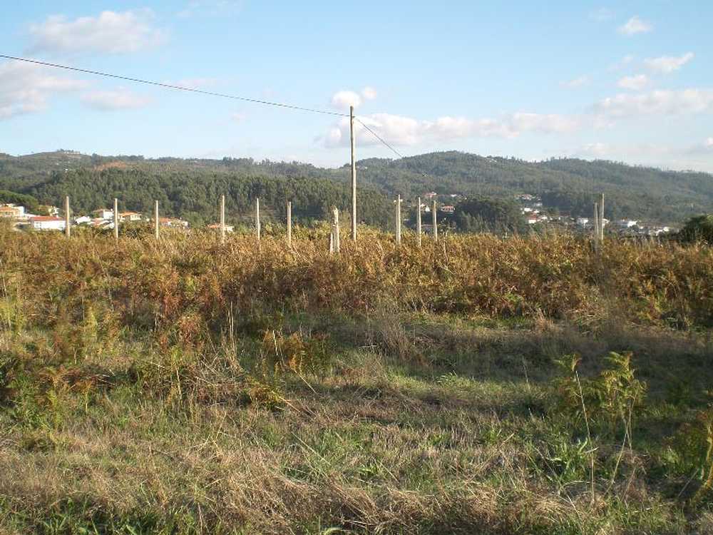São Torcato Guimarães terrain picture 57311