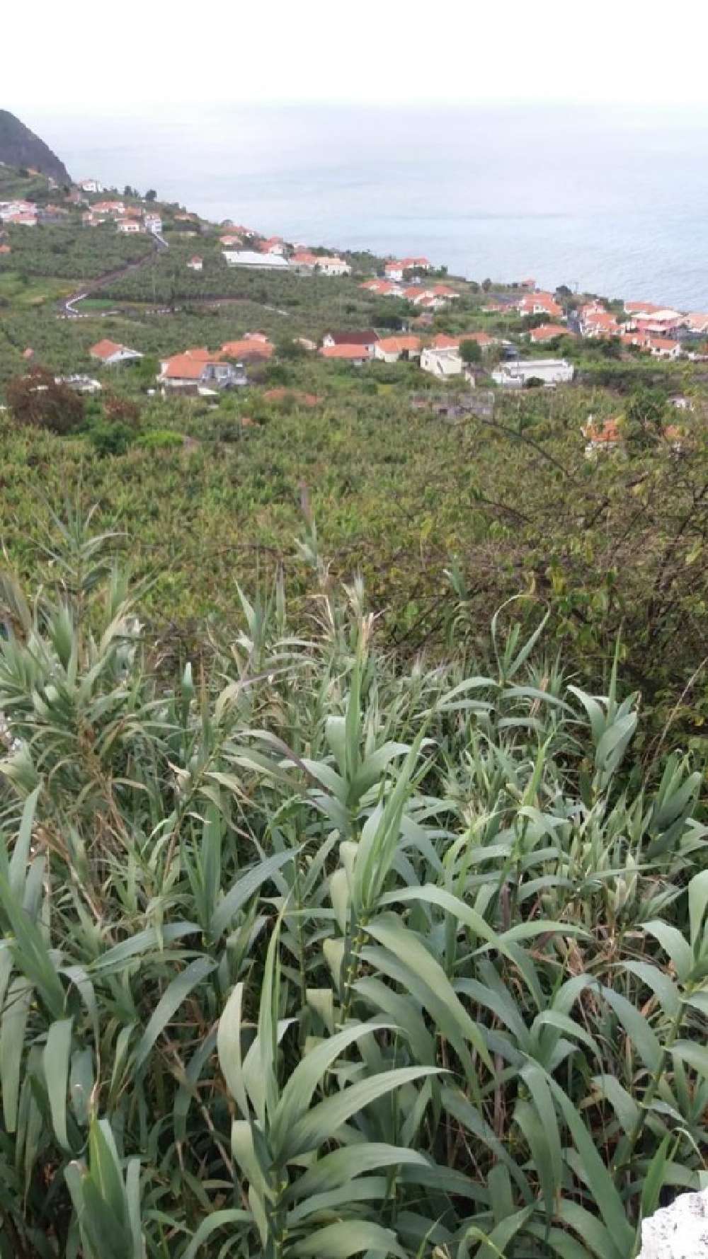 Calheta Calheta (Madeira) 土地 照片 #request.properties.id#