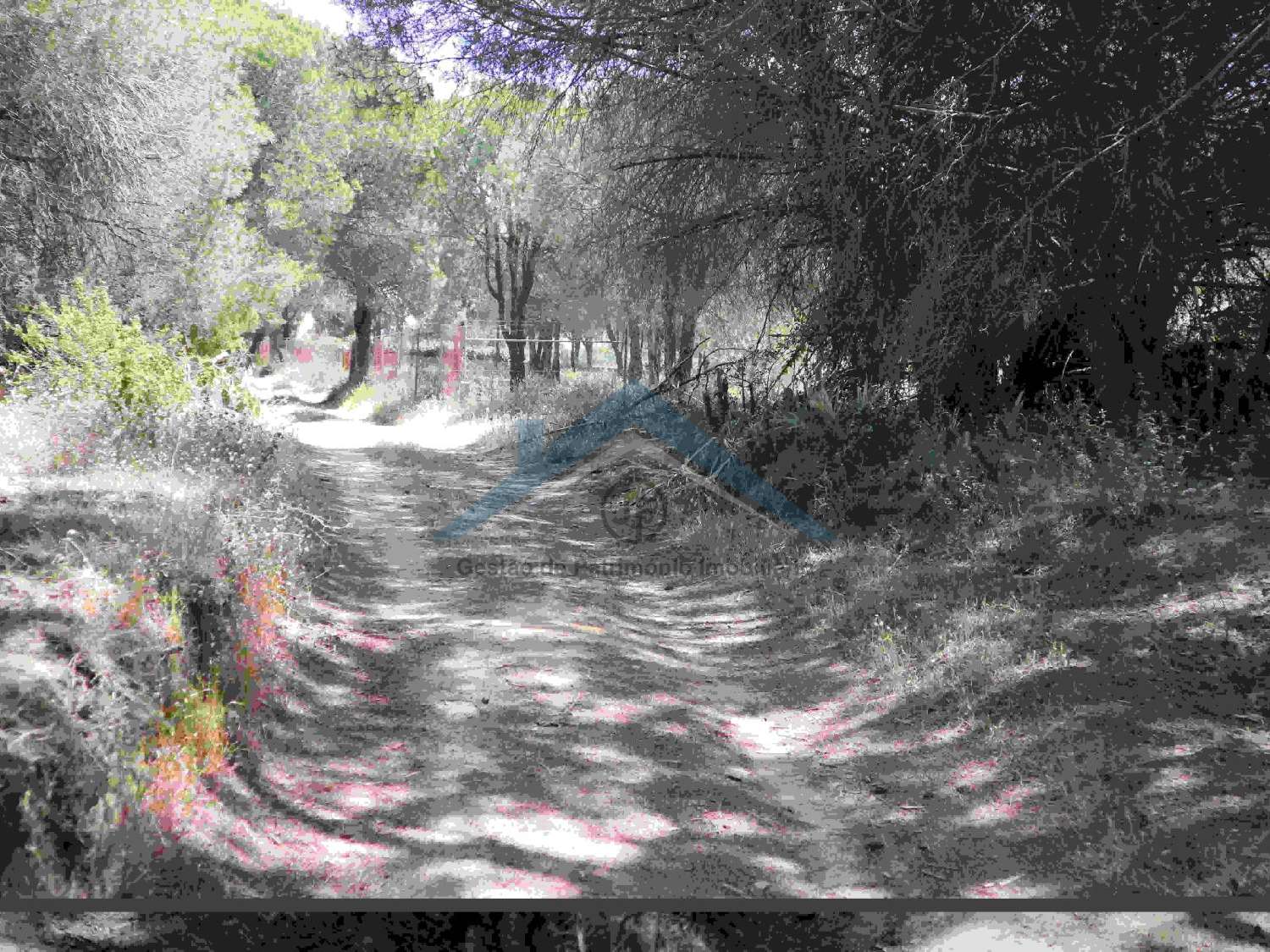  for sale terrain Almancil Loulé 5