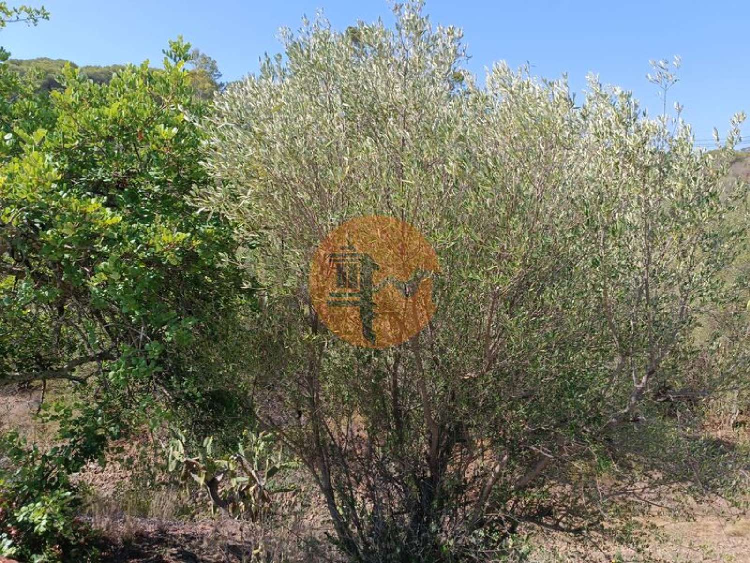  à venda terreno Azinhal Albufeira 3