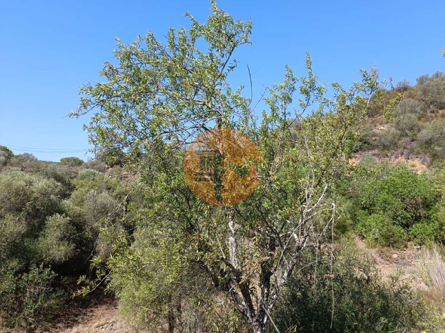  à venda terreno Azinhal Albufeira 7