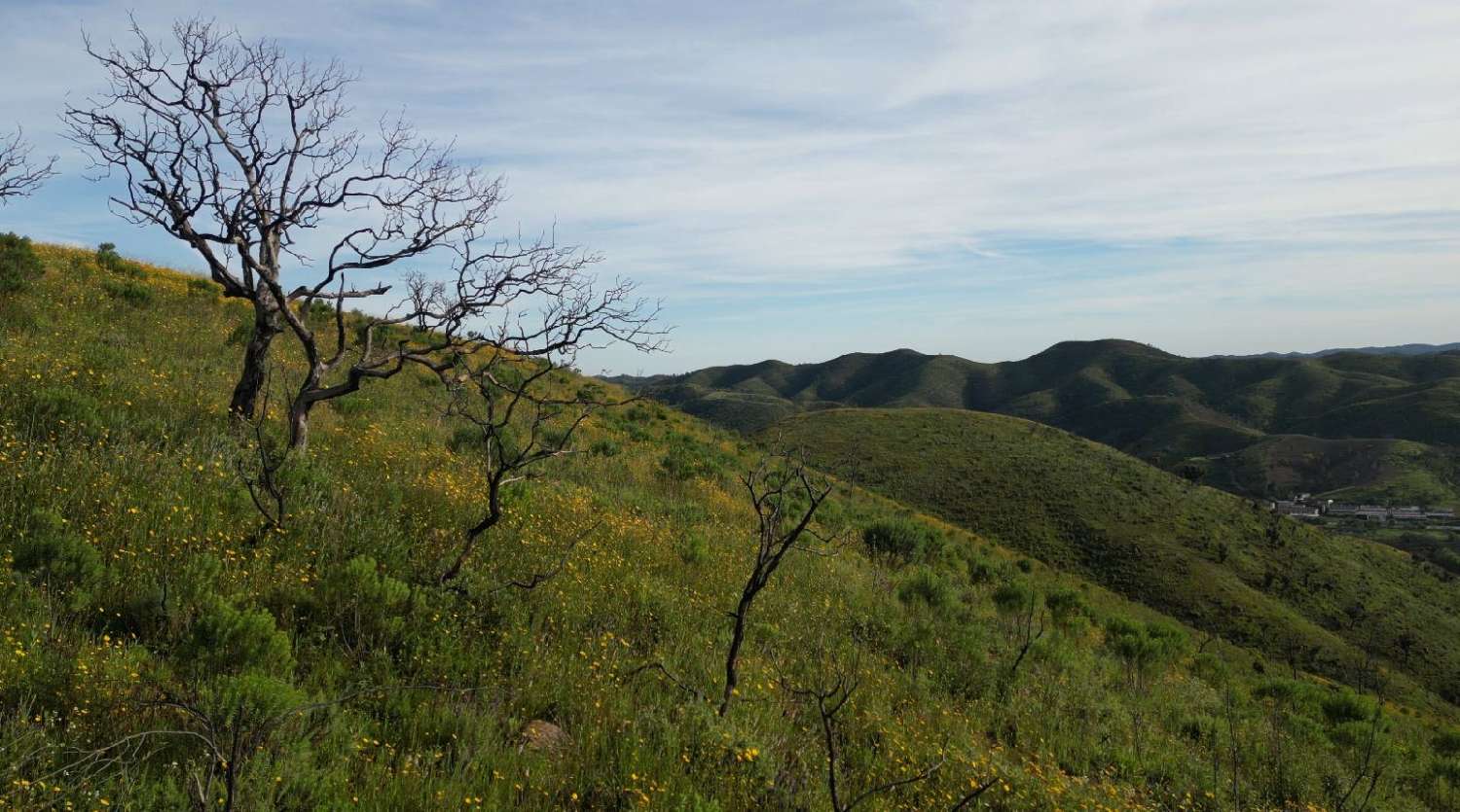  à venda terreno Armação de Pêra Silves 2
