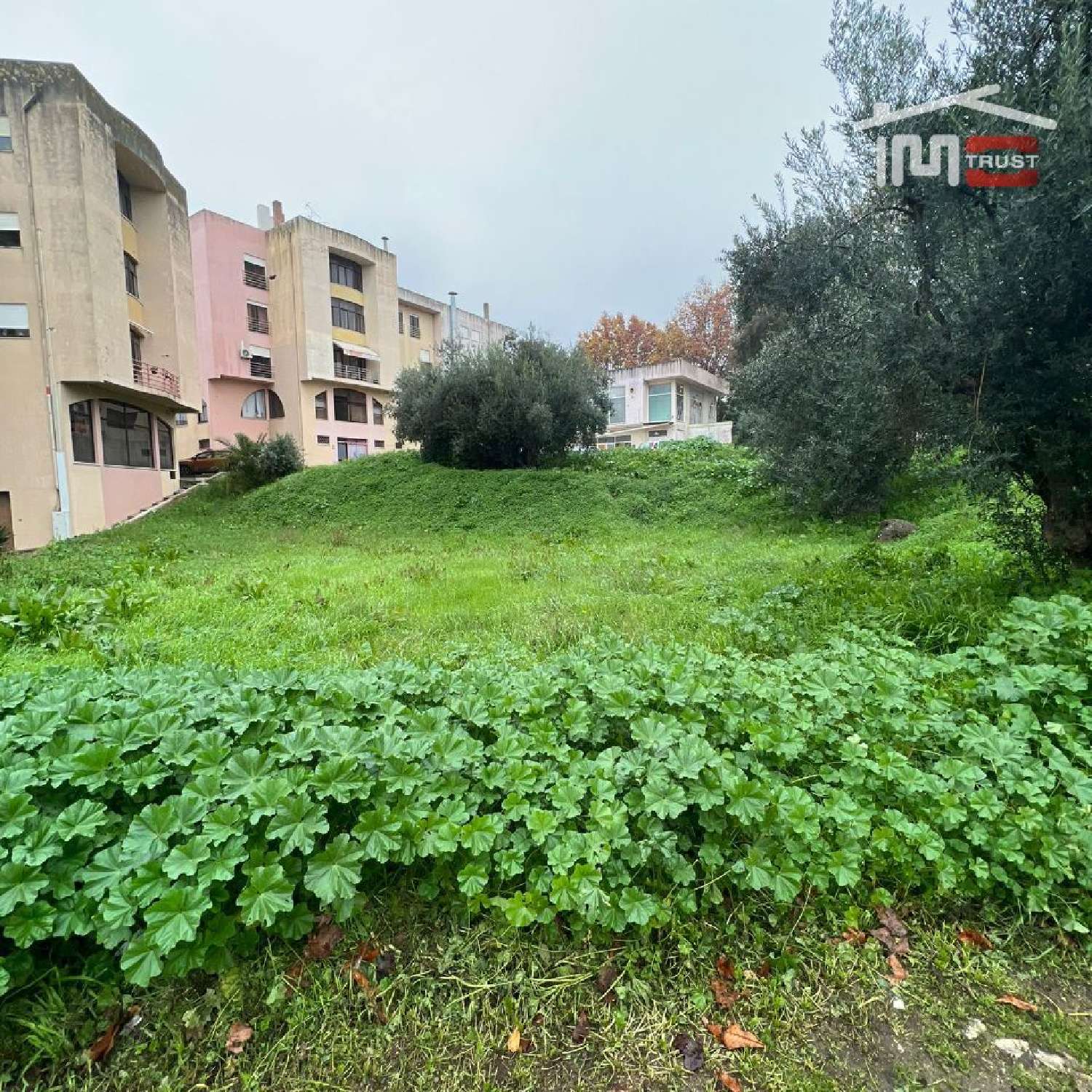for sale terrain Lapas Torres Novas 2